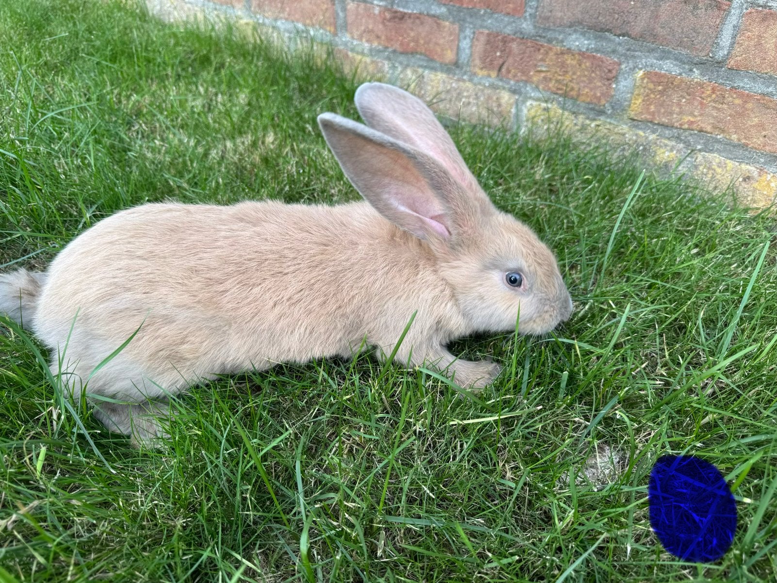 Nestje duitse reus konijnen, Dieren en Toebehoren, Meerdere dieren, Groot, 0 tot 2 jaar