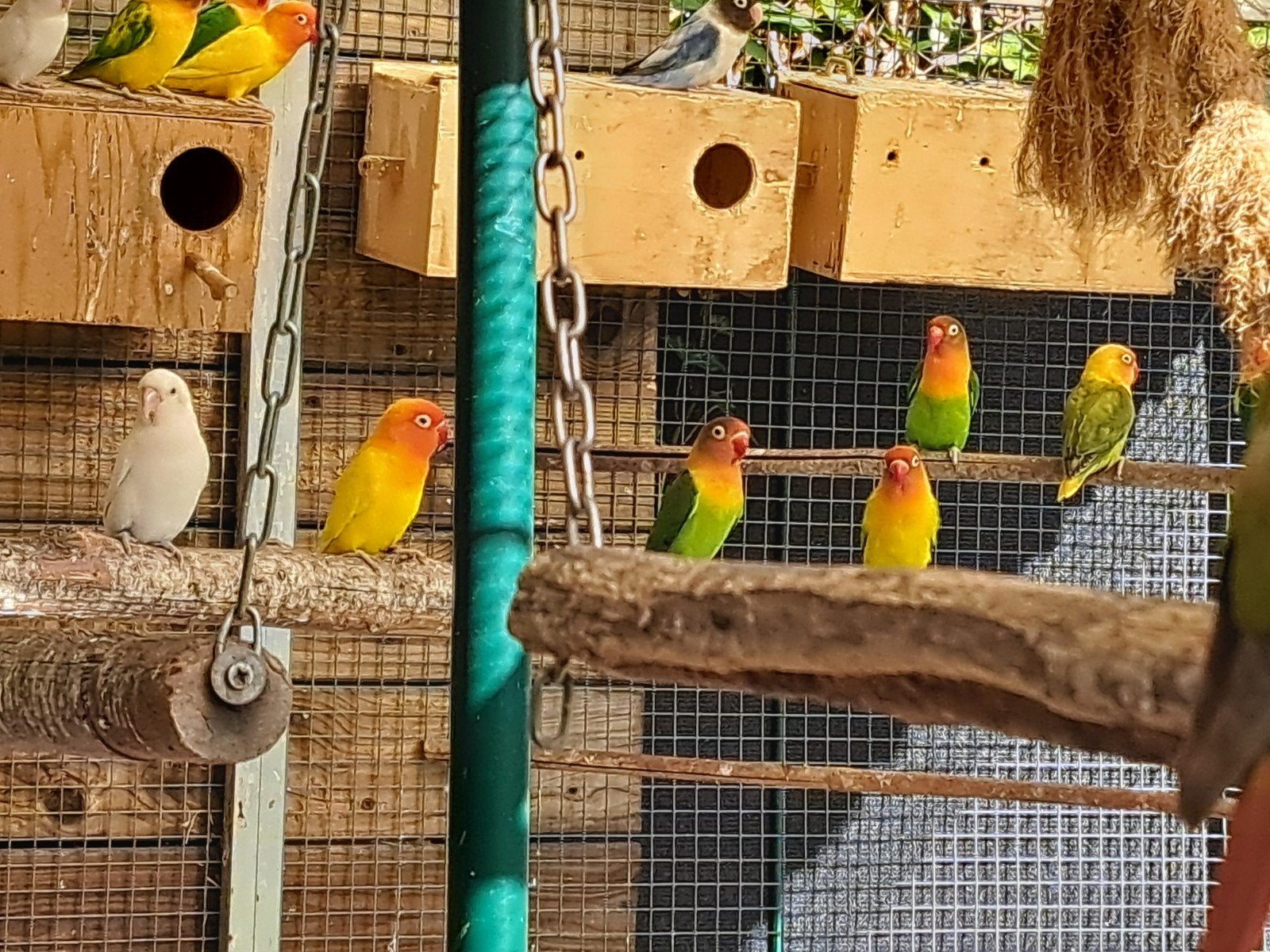 dwergpapegaaien, ong 30 stuks. verschillende soorten en kleu, Dieren en Toebehoren, Meerdere dieren, Dwergpapegaai of Agapornis