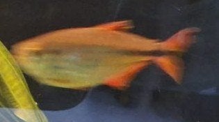 Boeseman’s Regenboogvis (Melanotaenia Boesemani), Dieren en Toebehoren, Vis, Zoetwatervis