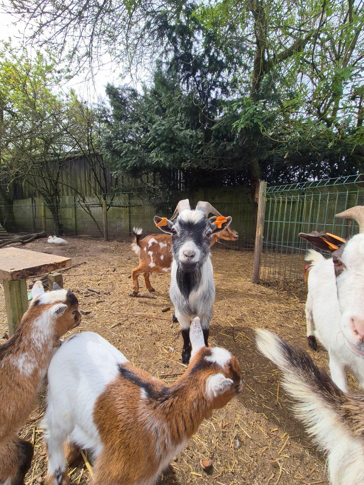 Lieve dekbok te koop, Dieren en Toebehoren, Overige Dieren, Maart, Mannelijk