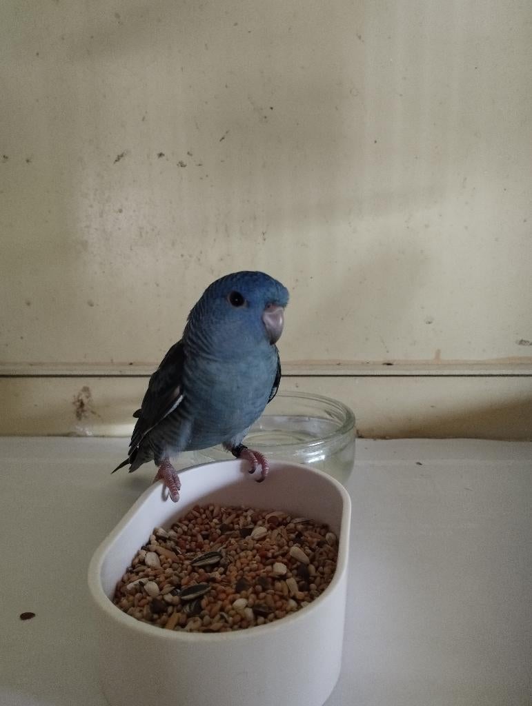 Catharina parkieten gezocht, Meerdere dieren, Parkiet