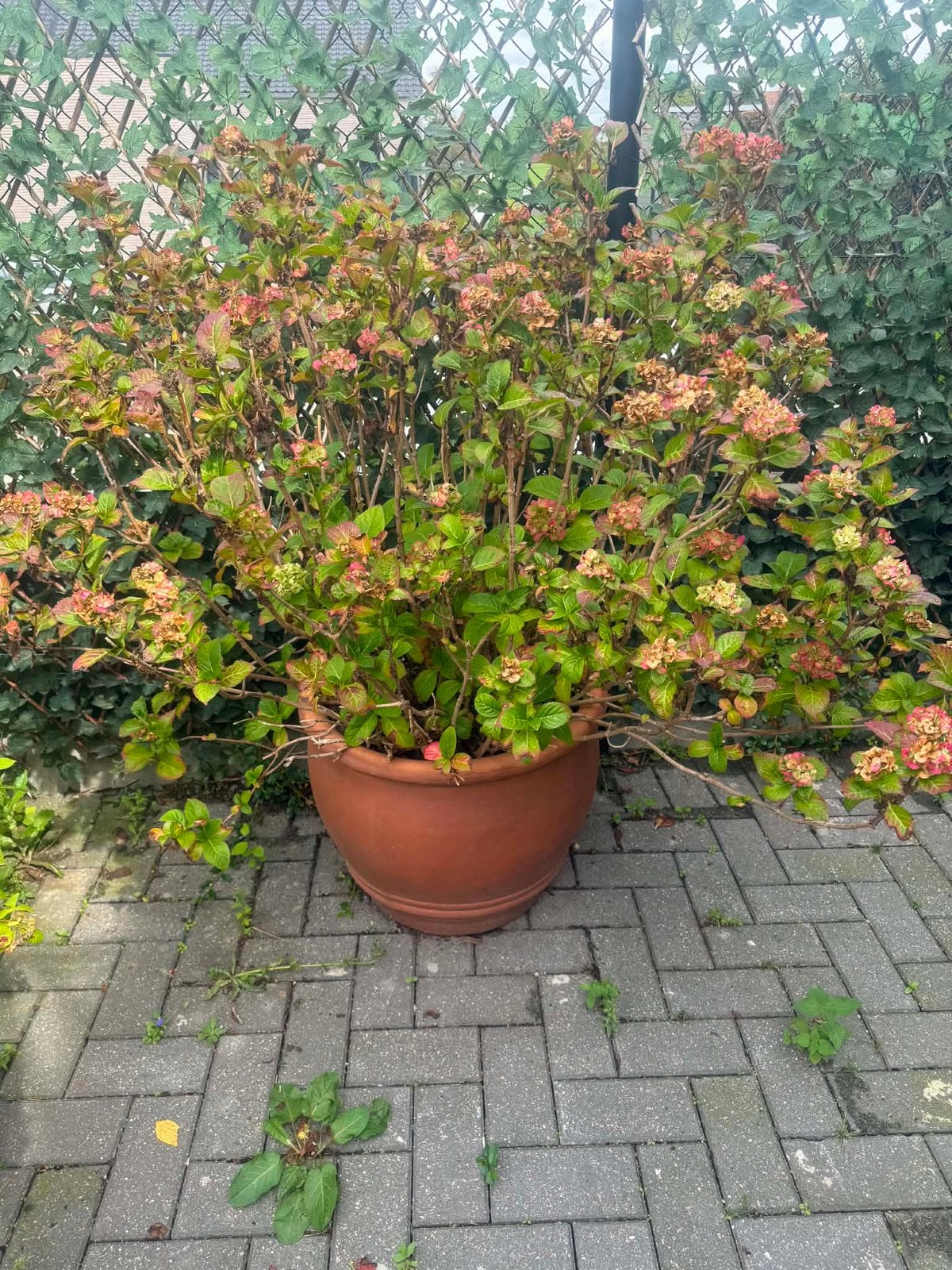 Hortensia met pot, Jardin & Terrasse, Enlèvement
