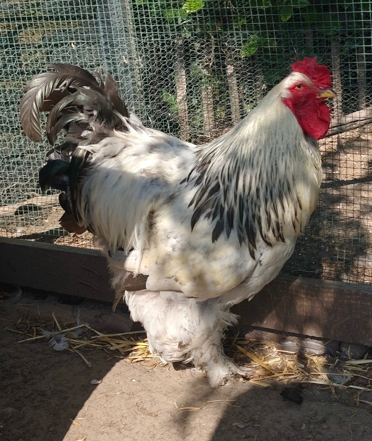 Brahma haan gratis, Dieren en Toebehoren, Pluimvee