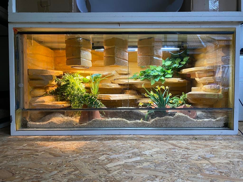 Volledig ingericht terrarium, Dieren en Toebehoren, Ophalen, Gebruikt, Terrarium of Paludarium