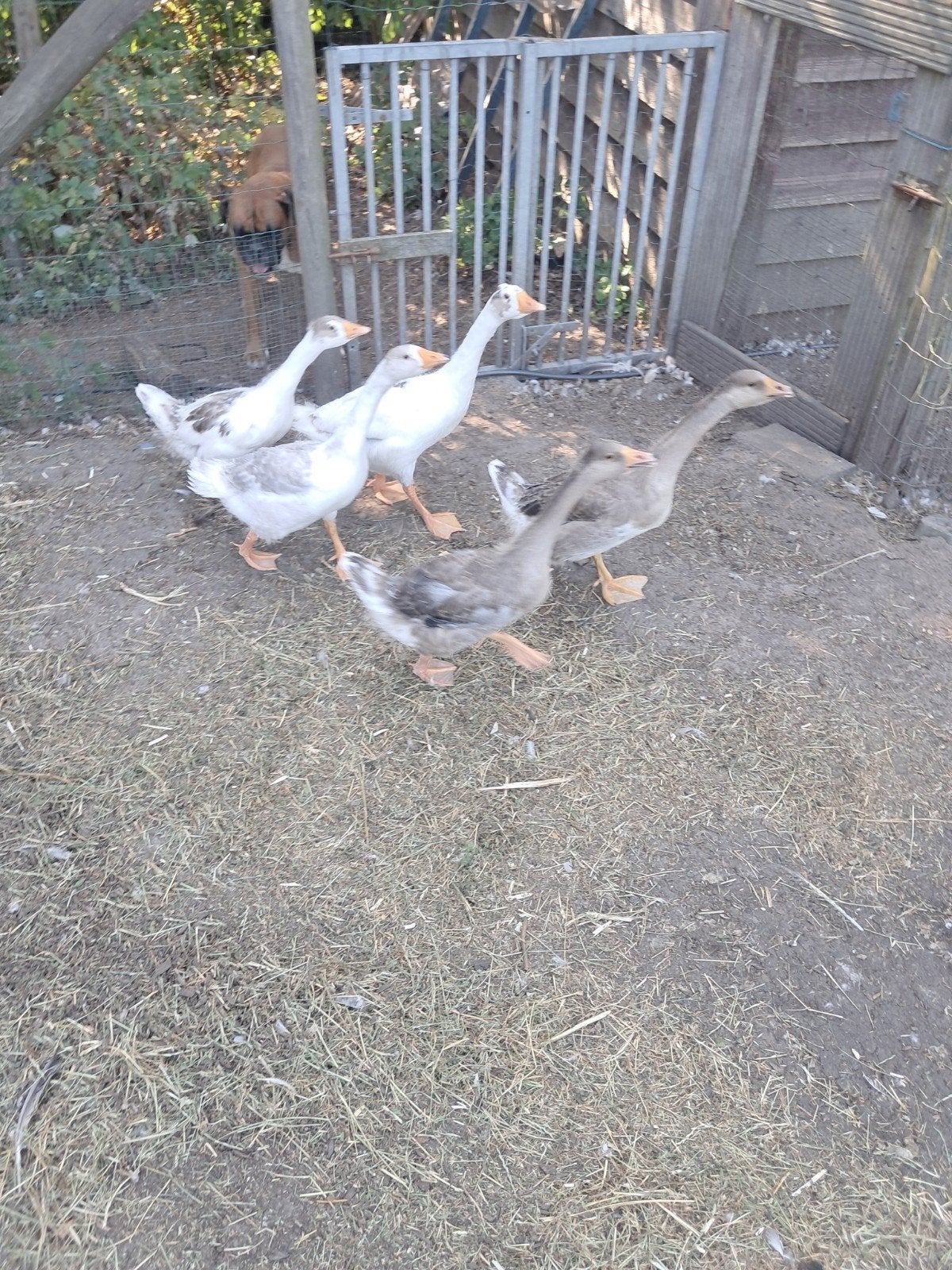 Jonge ganzen, Dieren en Toebehoren, Meerdere dieren, Gans of Zwaan