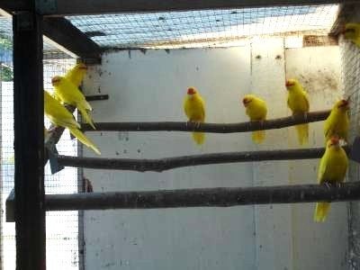 kakariki's, Meerdere dieren, Parkiet, Geringd