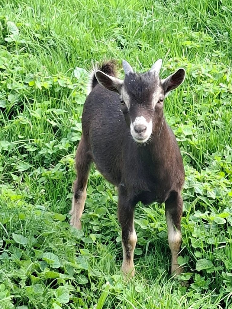 Mini-dwerggeitje: choco TAN bokje te koop, Animaux & Accessoires, Mâle, Chèvre, 0 à 2 ans
