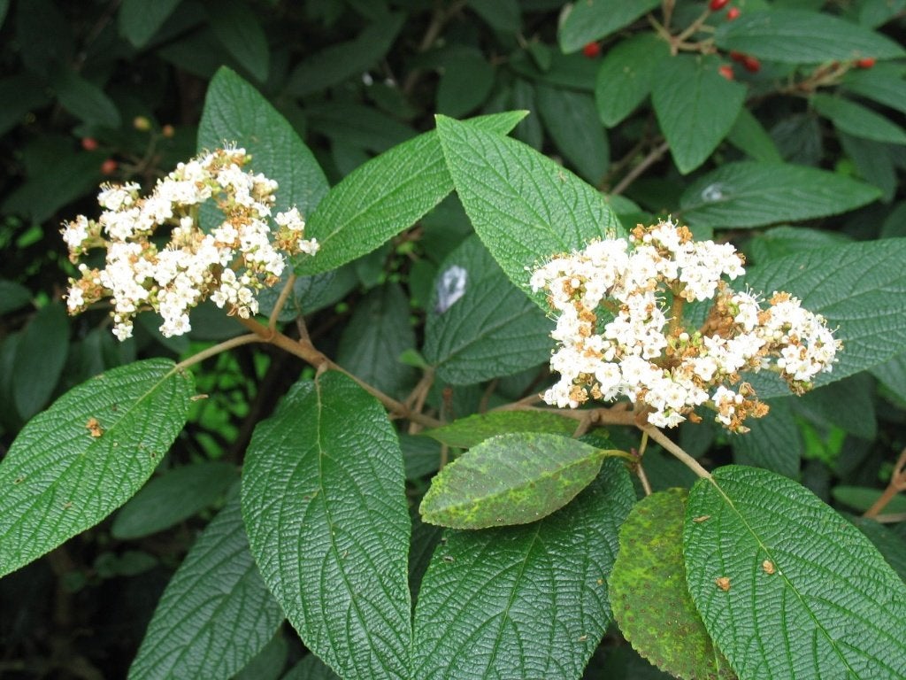 Viburnum rhytidophyllum, Tuin en Terras, Ophalen, Struik, 100 tot 250 cm