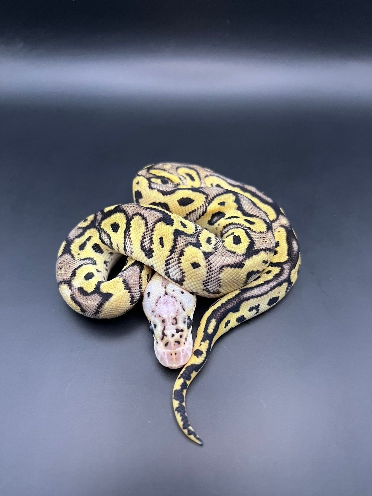 Sale Antwerpen Div.Koningspythons,Ball Python,Python Regius Ball Python photo 14
