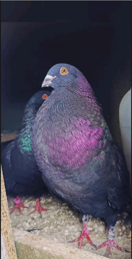 Duif gaditano vuelo, Dieren en Toebehoren, Kropper