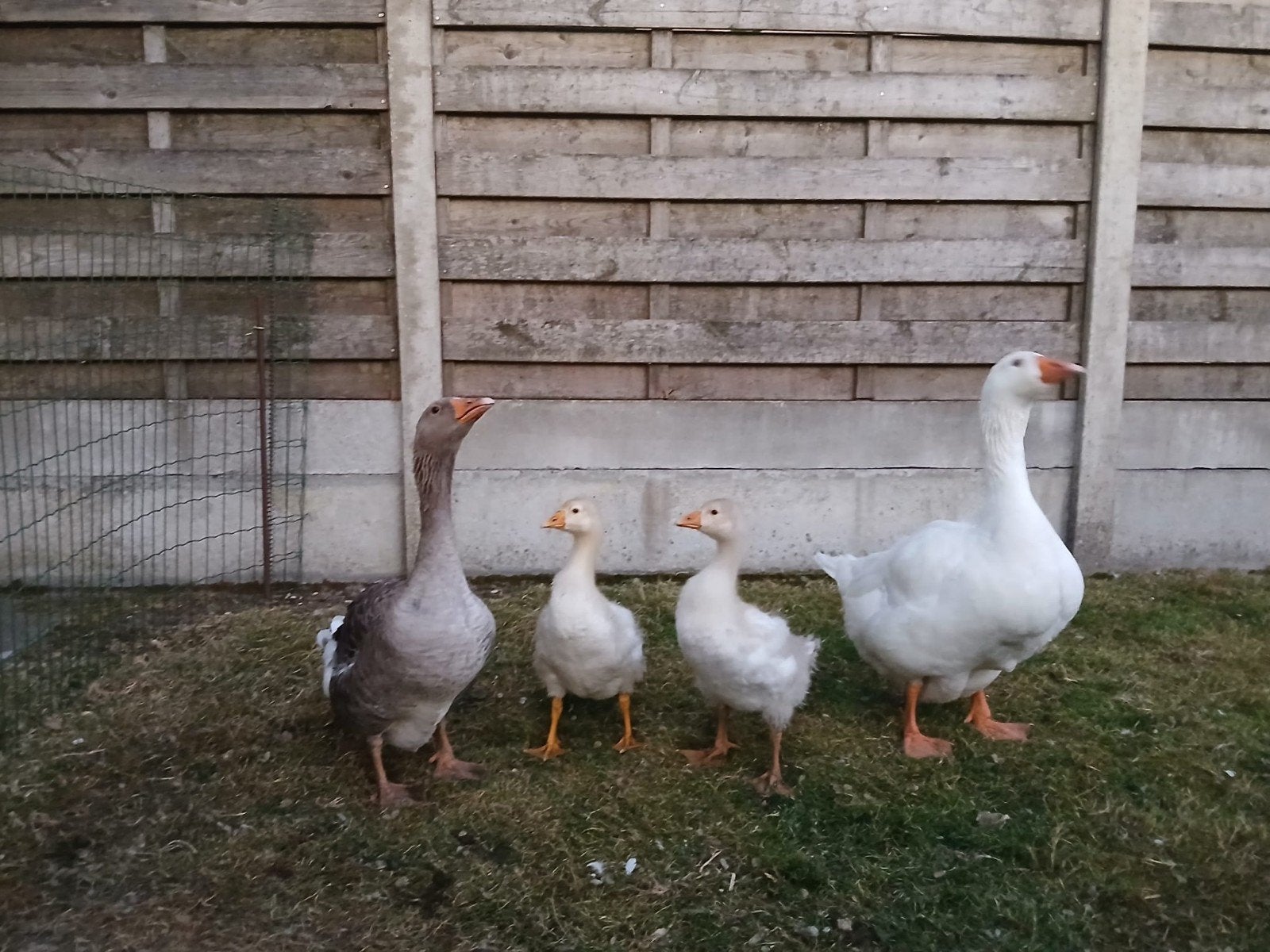 Ganzen, Dieren en Toebehoren