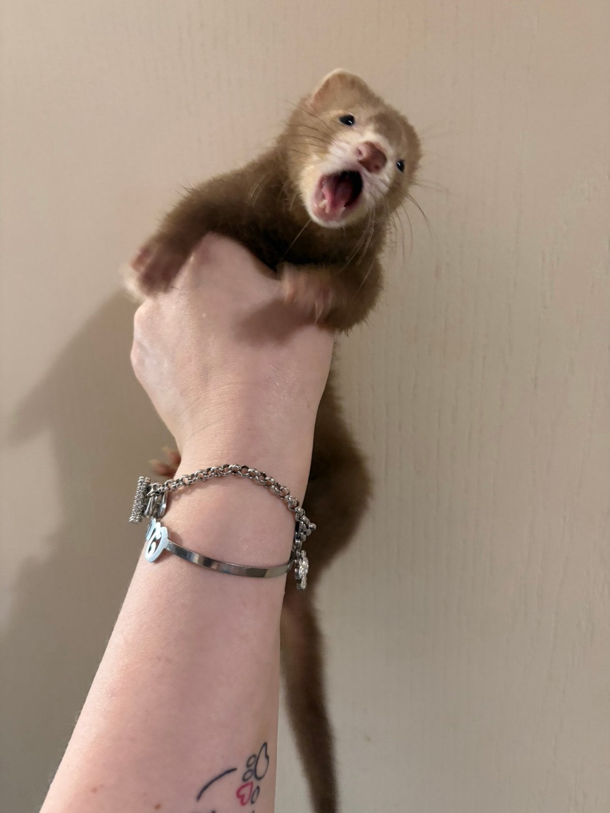 Laatste Super mooi choco fretten moertje pup, Dieren en Toebehoren, Mei, Vrouwelijk