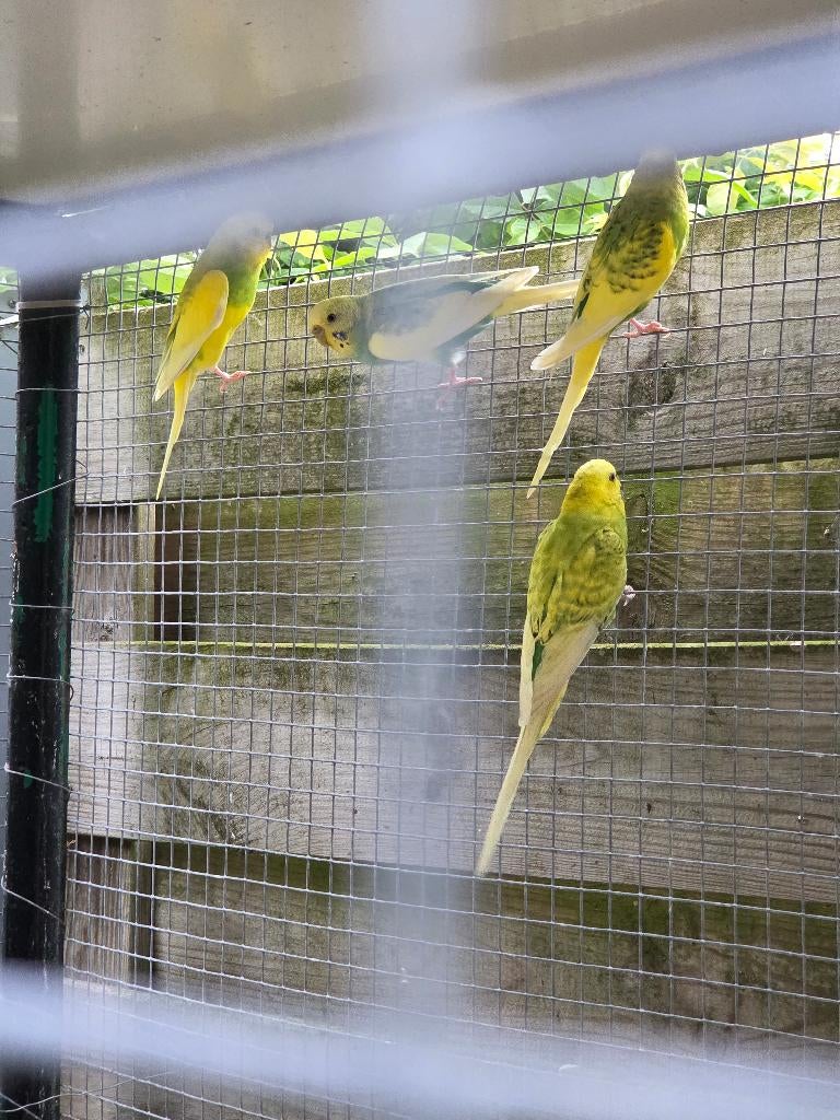 Echange perruches, Plusieurs animaux, Perruche