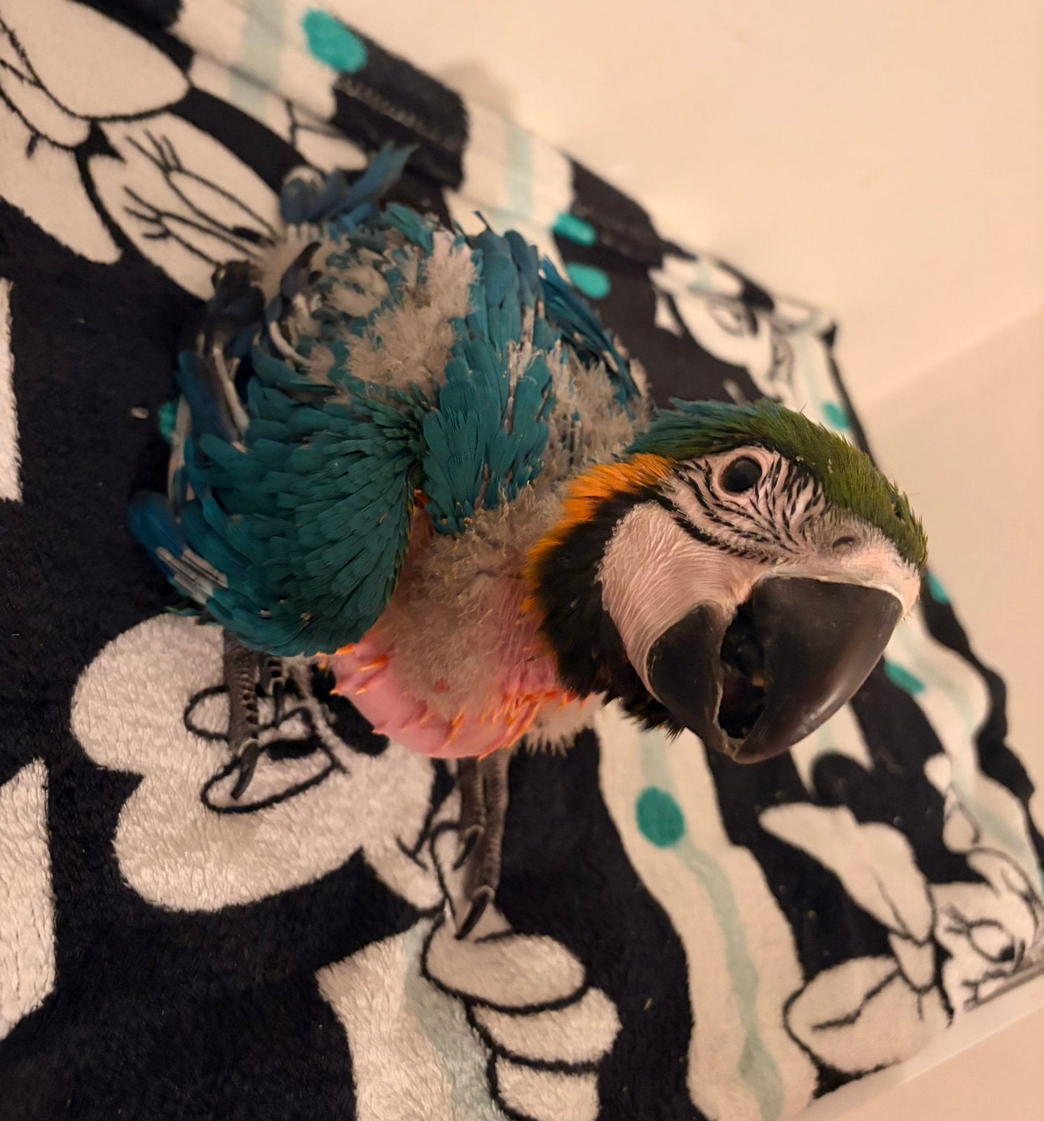 Blauw gele ara baby 2026, Dieren en Toebehoren, Papegaai, Tam