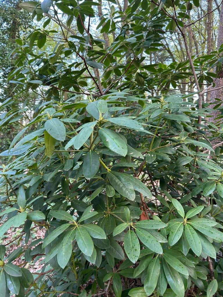 Mature rhododendron, Enlèvement