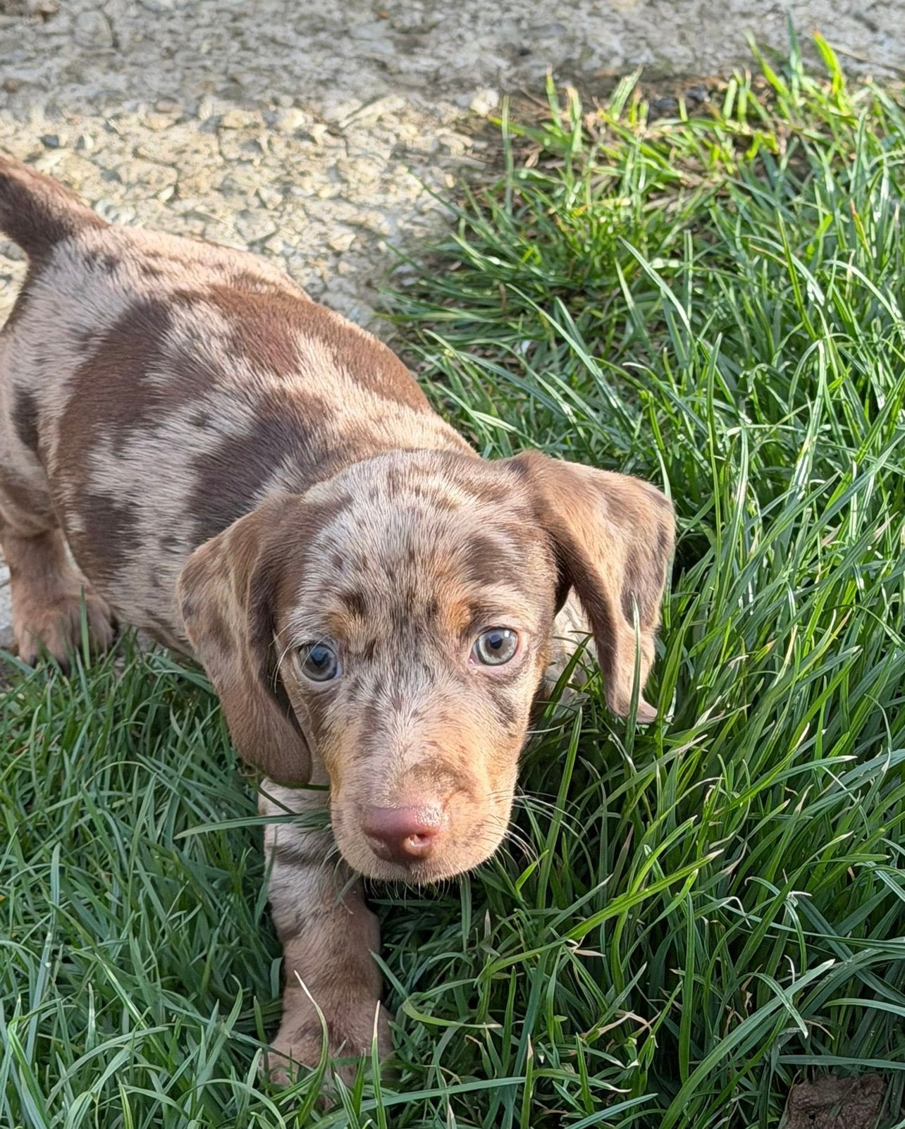 teckel pups,dwerg,merle, Dieren en Toebehoren, België, Reu, 8 tot 15 weken, Korthaar