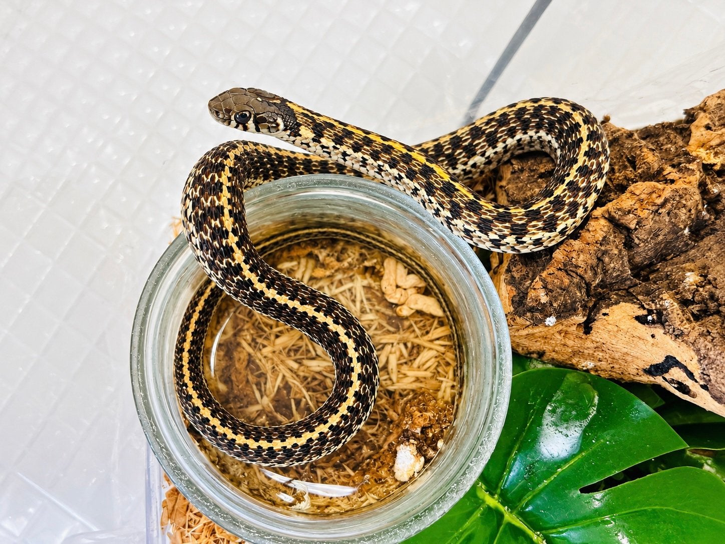 Prachtige geblokte kousenbandslang – Thamnophis marcianus, Dieren en Toebehoren, Slang
