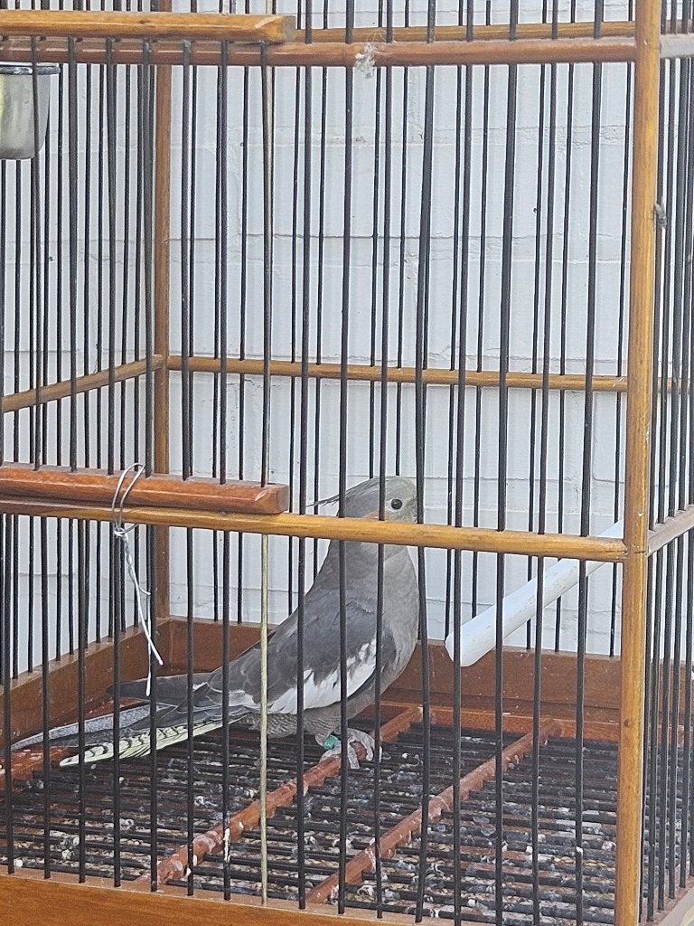 valkparkiet met Kooi, Dieren en Toebehoren, Vrouwelijk, Parkiet, Geringd