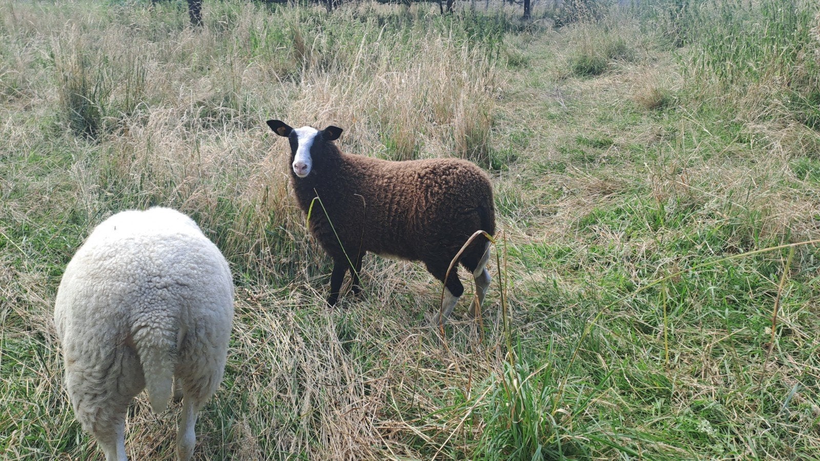 1 brebis femelle mouton laitier Belge x zwartbles, Animaux & Accessoires, Femelle, Mouton, 0 à 2 ans