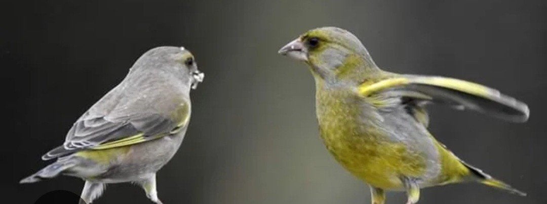 Verdier d europe, Dieren en Toebehoren, Vogels | Toebehoren, Ophalen