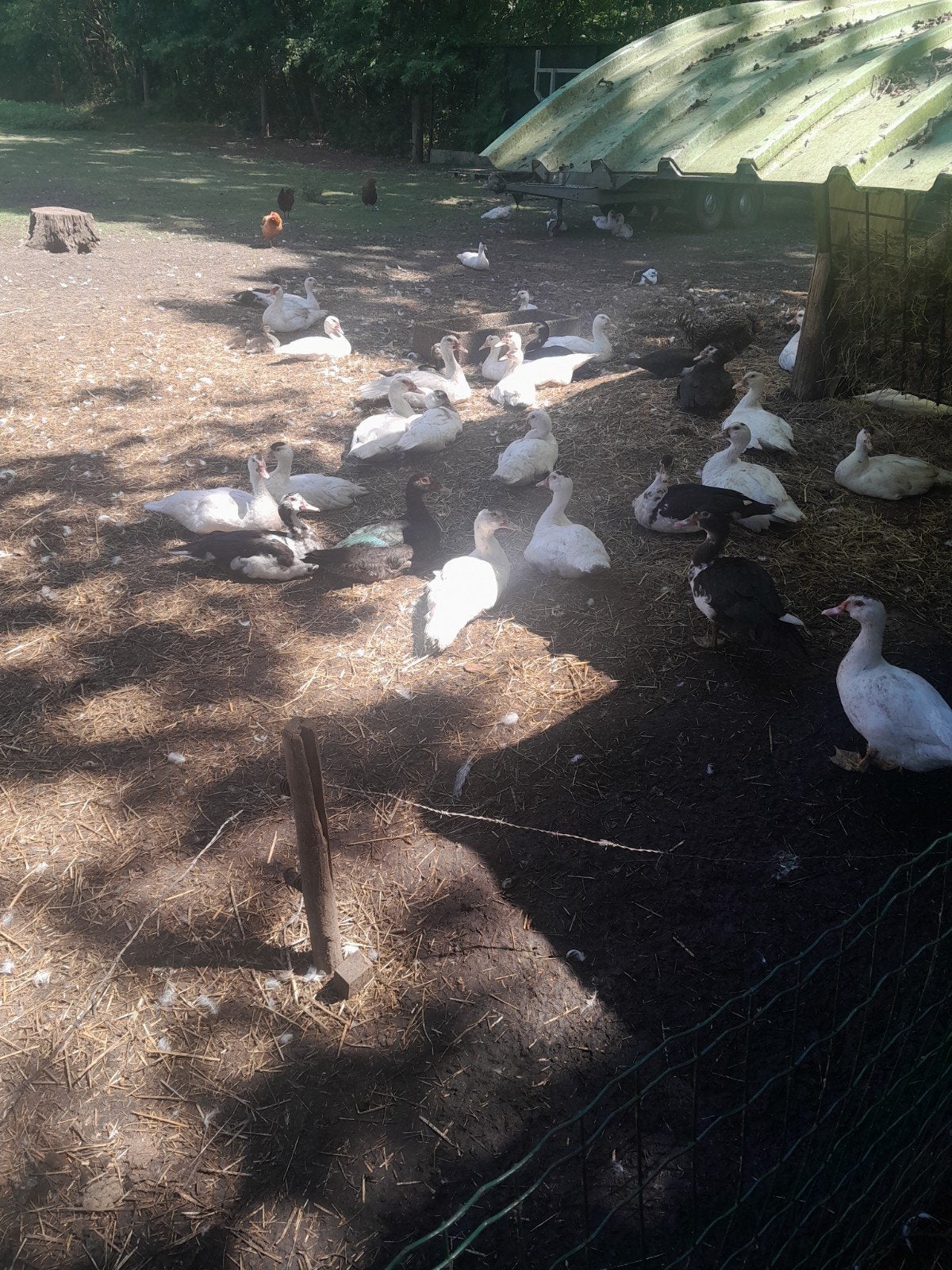 Barberie eenden, Dieren en Toebehoren, Pluimvee