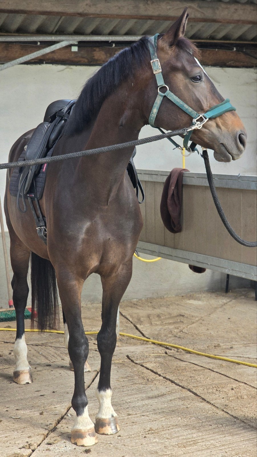 Jument de dressage de 4 ans, Animaux & Accessoires, Chevaux, Cheval de dressage, B, 165 à 170 cm, Avec pedigree