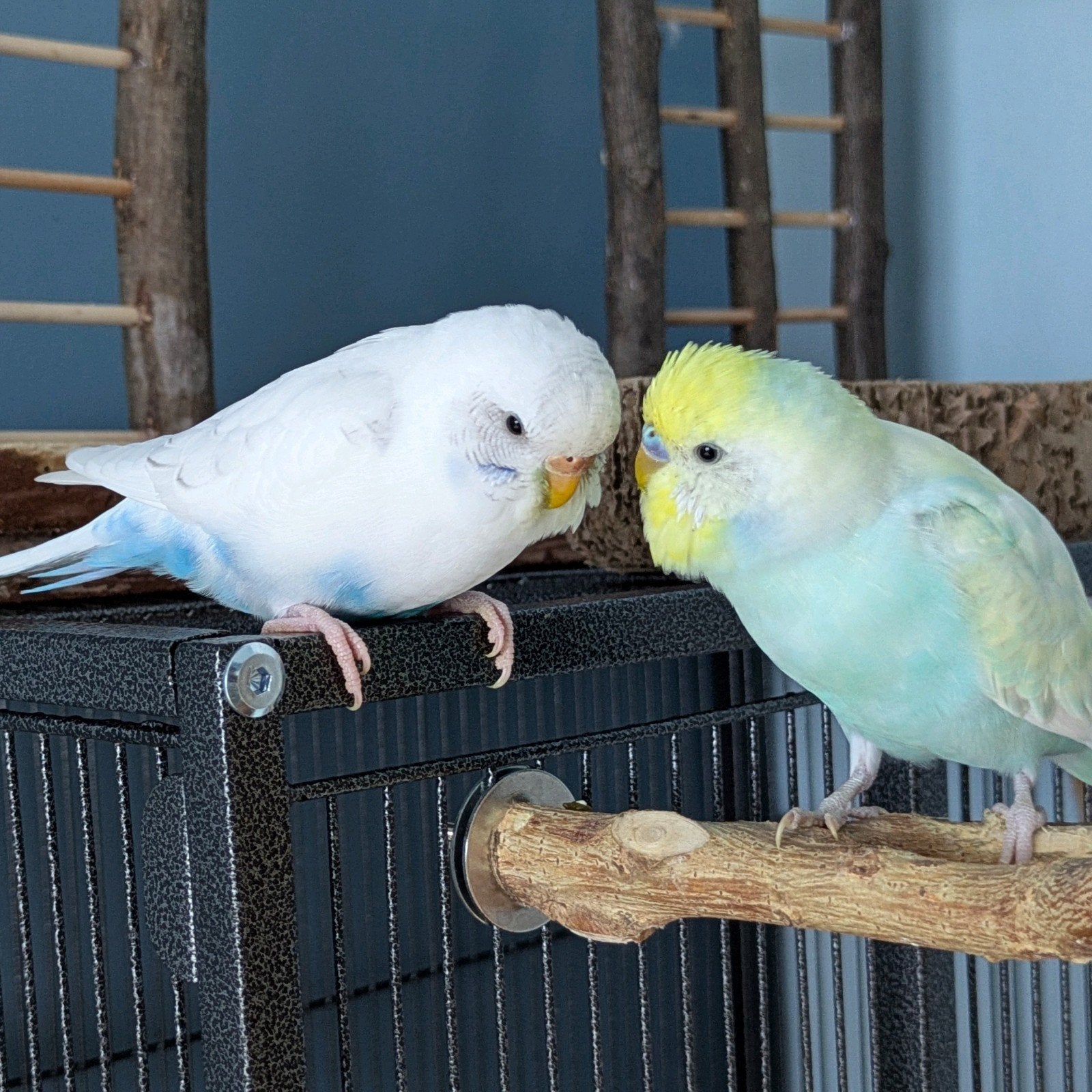 Couple de perruche ondulée apprivoisées, Plusieurs animaux, Perruche, Domestique