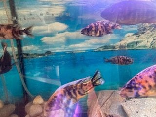 Pêche en eau douce, Poisson, Poisson d'eau douce