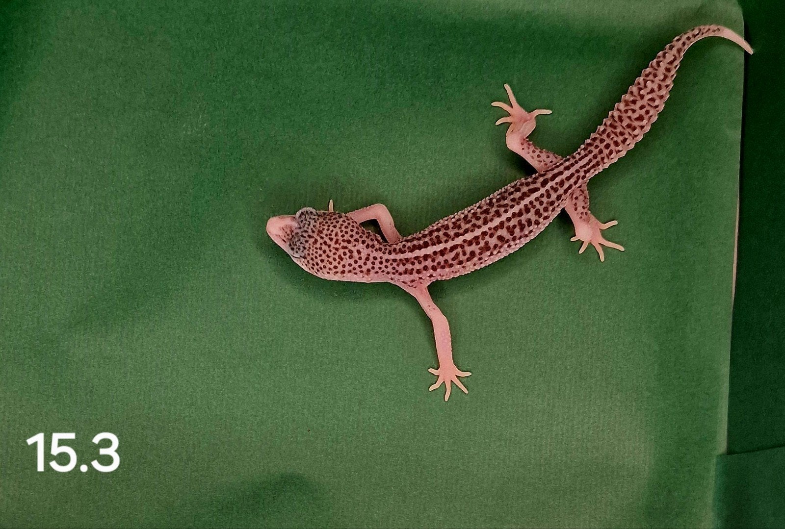 0.1 luipaard gecko