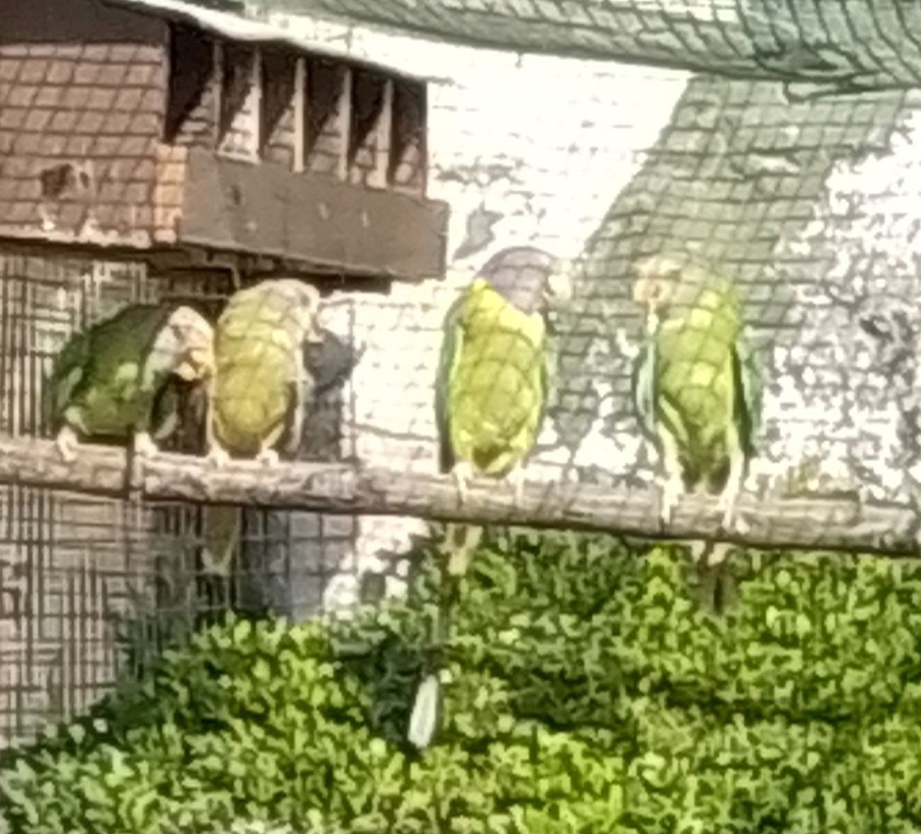 5pruimkop tekoop een natur en 4 olijfkleur, Sexe inconnu, Perruche