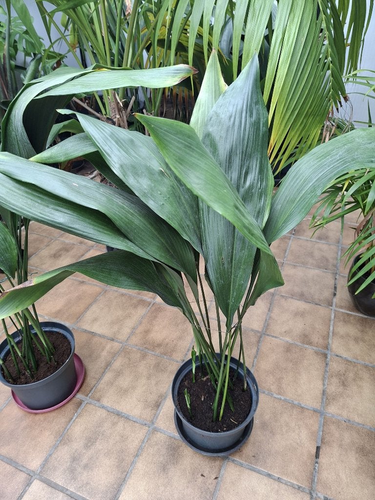 Aspidistra Elatior, Ophalen, Bodembedekkers, Vaste plant, Bloeit niet
