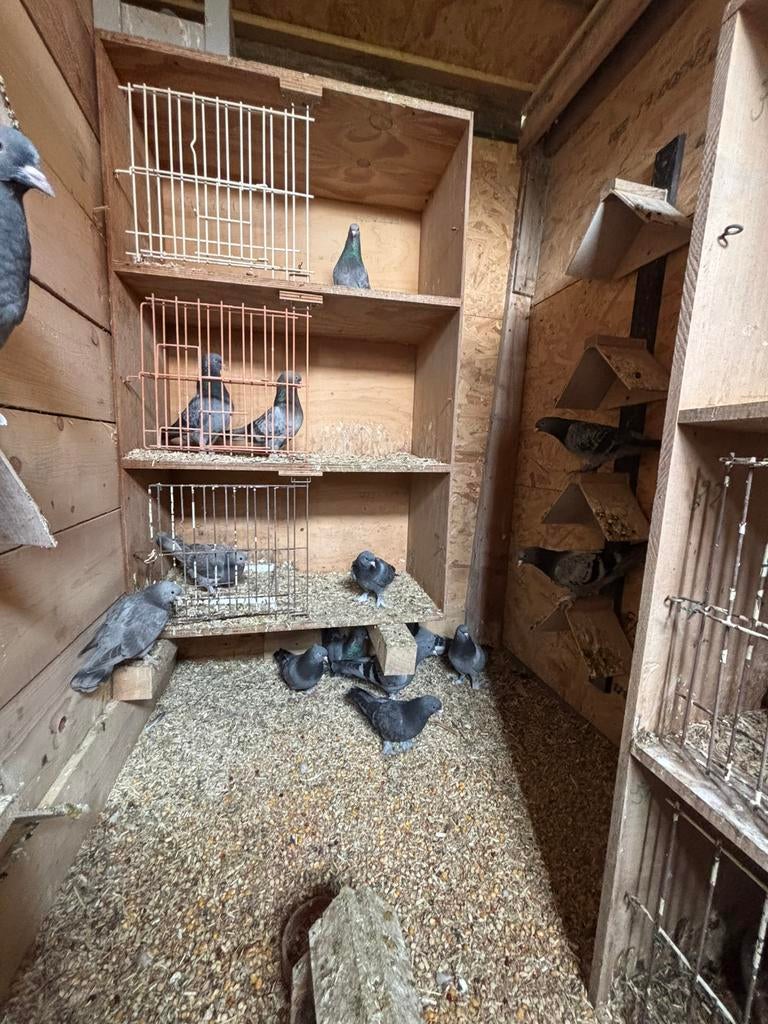 Mooie jonge takla duiven te koop zo snel mogelijk weg, Dieren en Toebehoren, Vogels | Duiven