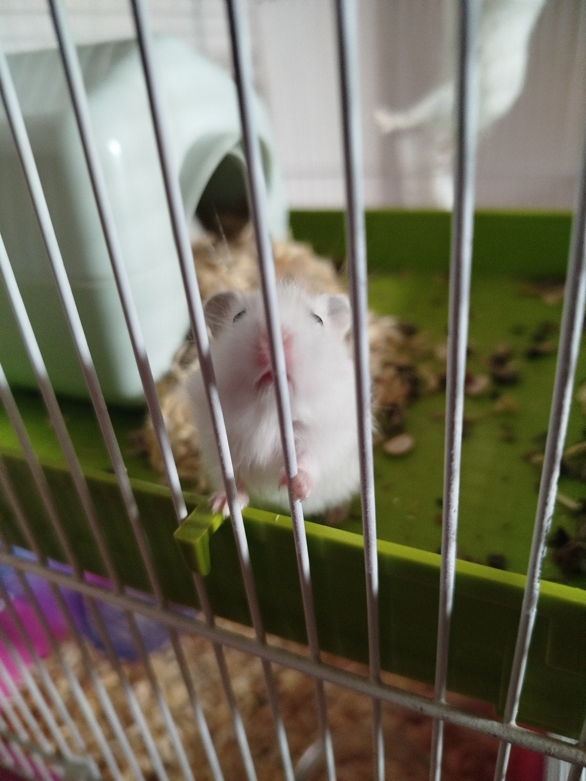 Adorables bébés hamster russe a vendre, Animaux & Accessoires