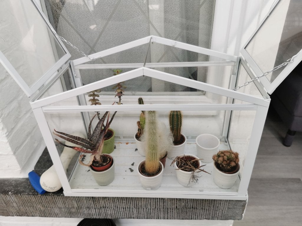 mini cactussen + mini serre, Ophalen