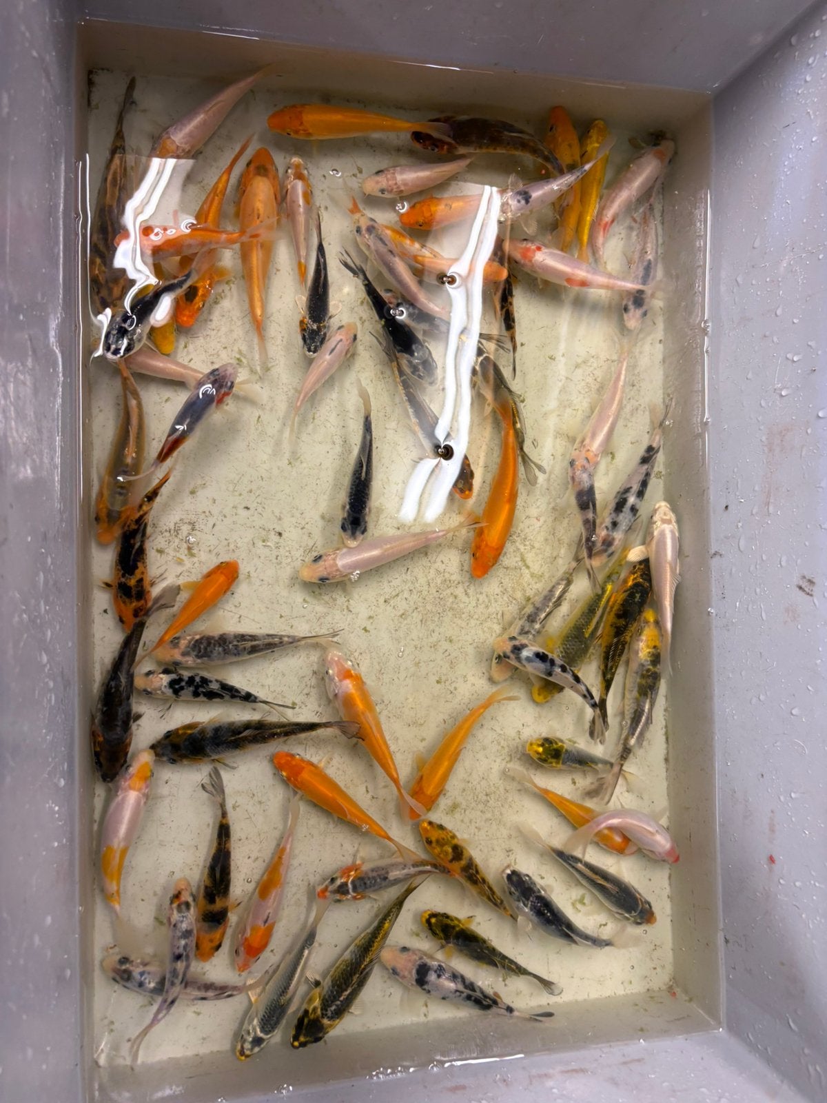 Koi 7/10cm, Carpe ou Koï
