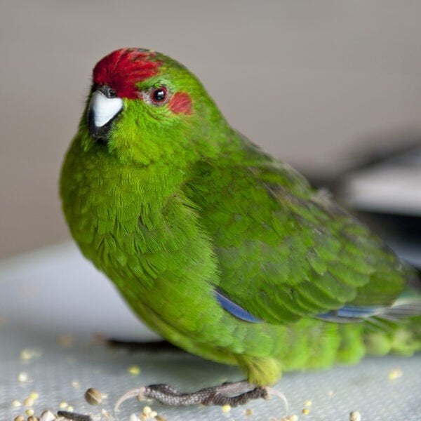 Kakariki's gezocht voor handopfok, Animaux & Accessoires, Perruche