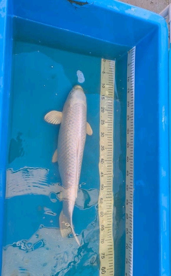 koi platinum ogon 55 cm, Dieren en Toebehoren