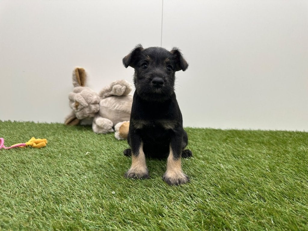 Nestje Dwergschnauzer pups, België, Overige rassen, CDV (hondenziekte), 8 tot 15 weken