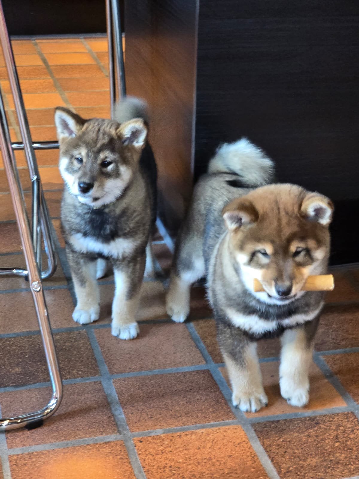 Shiba inu pups - 10 weken - stamboom - gezondheidstesten, Dieren en Toebehoren, België, Fokker | Hobbymatig, Overige rassen, Meerdere