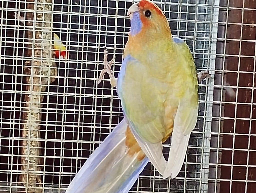 pennant rosella, Plusieurs animaux, Perruche, Bagué