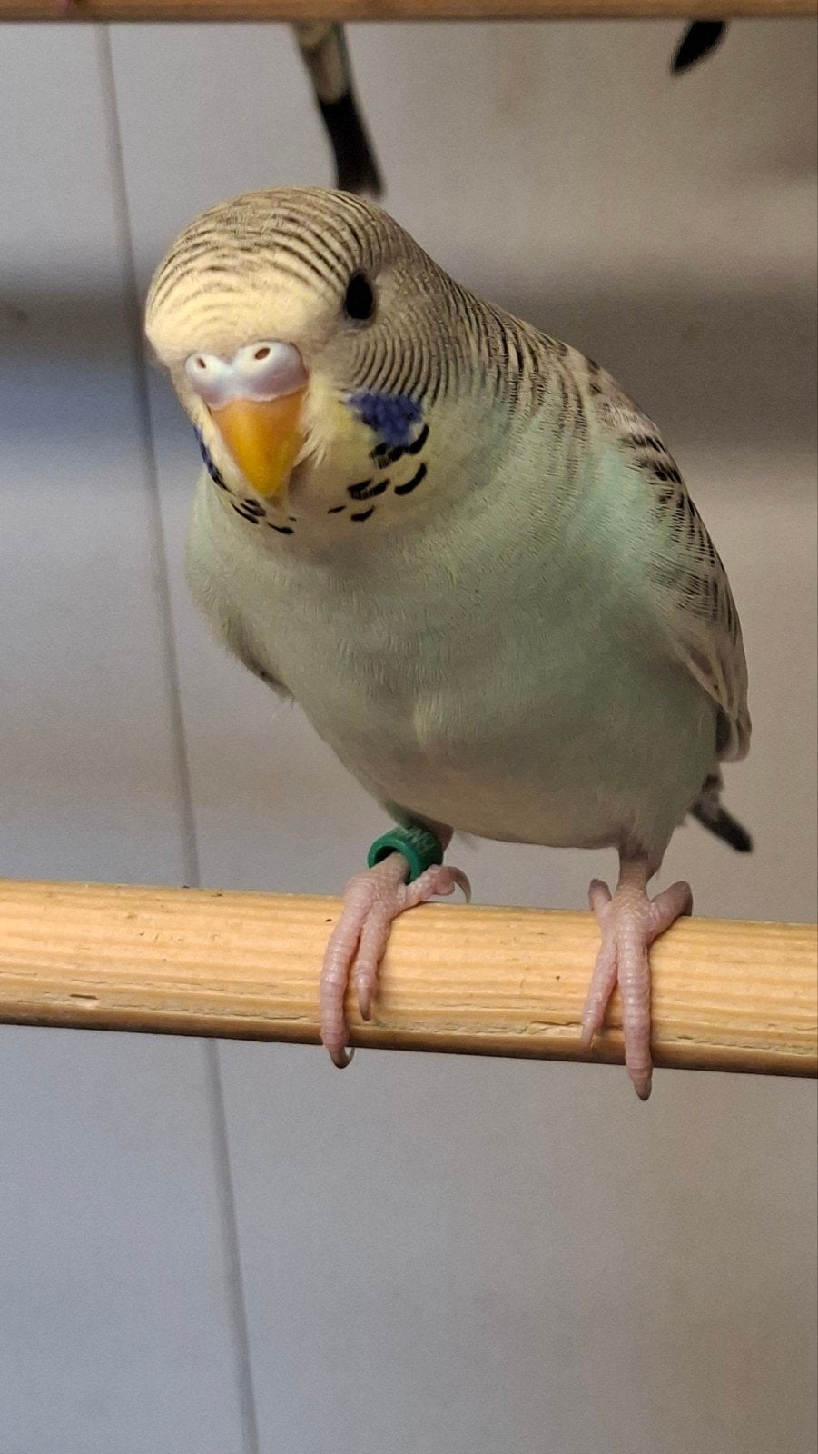 Tcb popjes, Dieren en Toebehoren