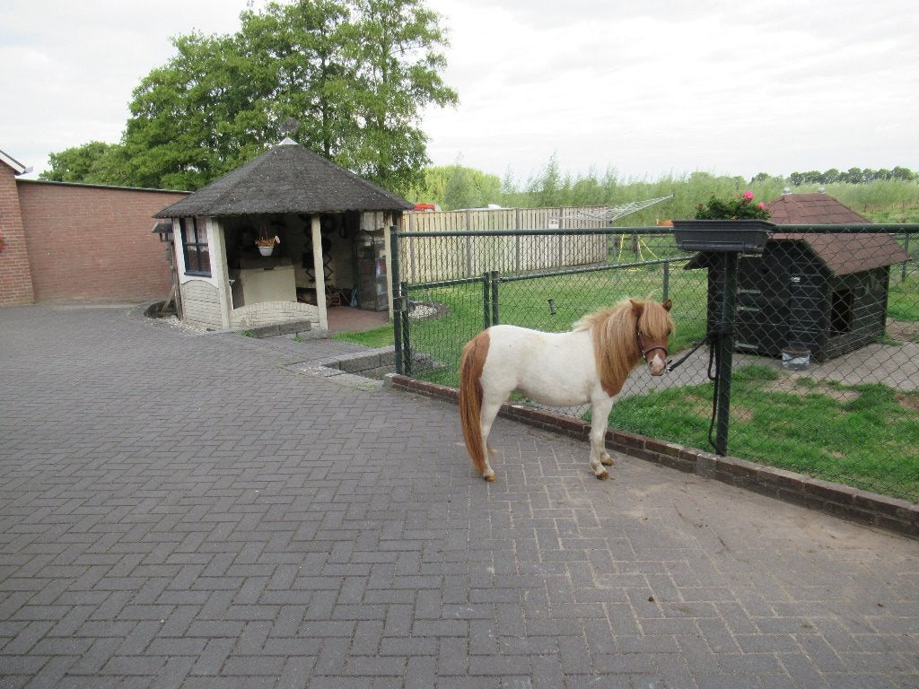 Mini merrietje Mis Saigon, Dieren en Toebehoren, Merrie, Gechipt