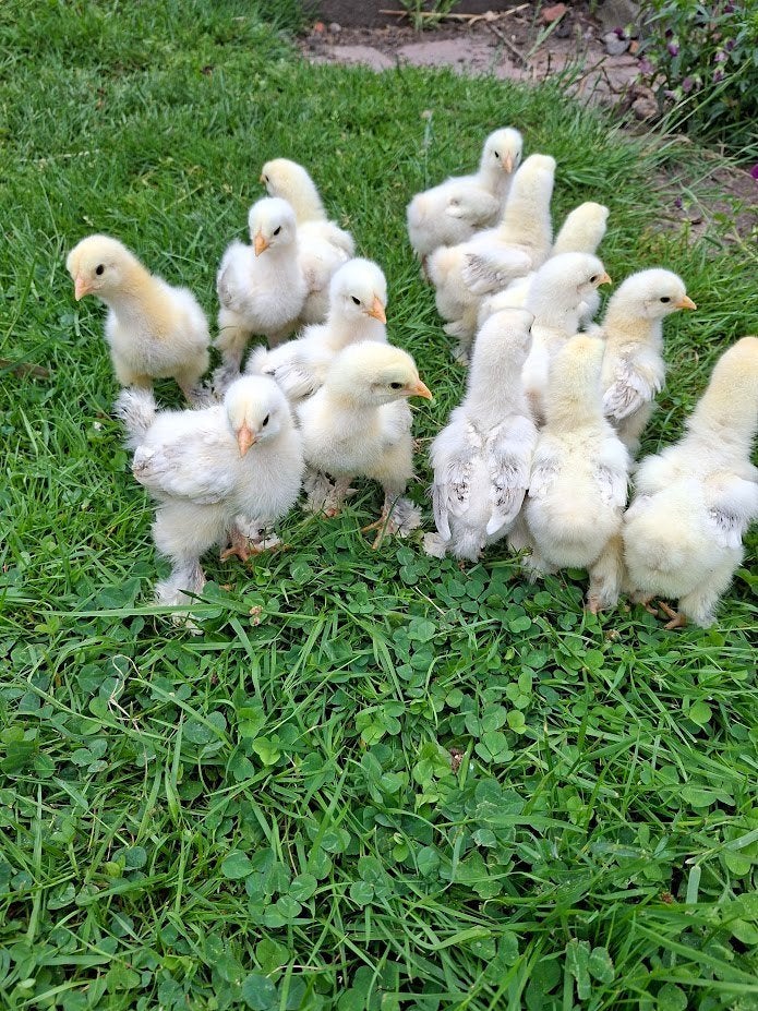 Kuikens van Brahma zalm groothoender, Dieren en Toebehoren, Pluimvee, Kip, Geslacht onbekend