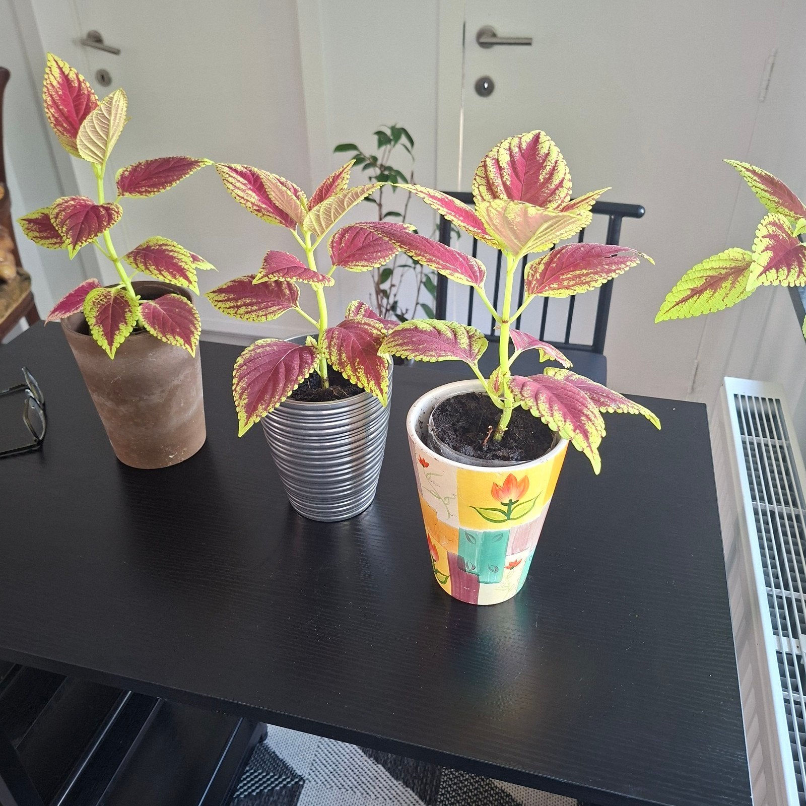 Magnifique Coleus (Coleus) avec pot — 10€, Enlèvement, Plante fixe, Couvre-sol, Mi-ombre