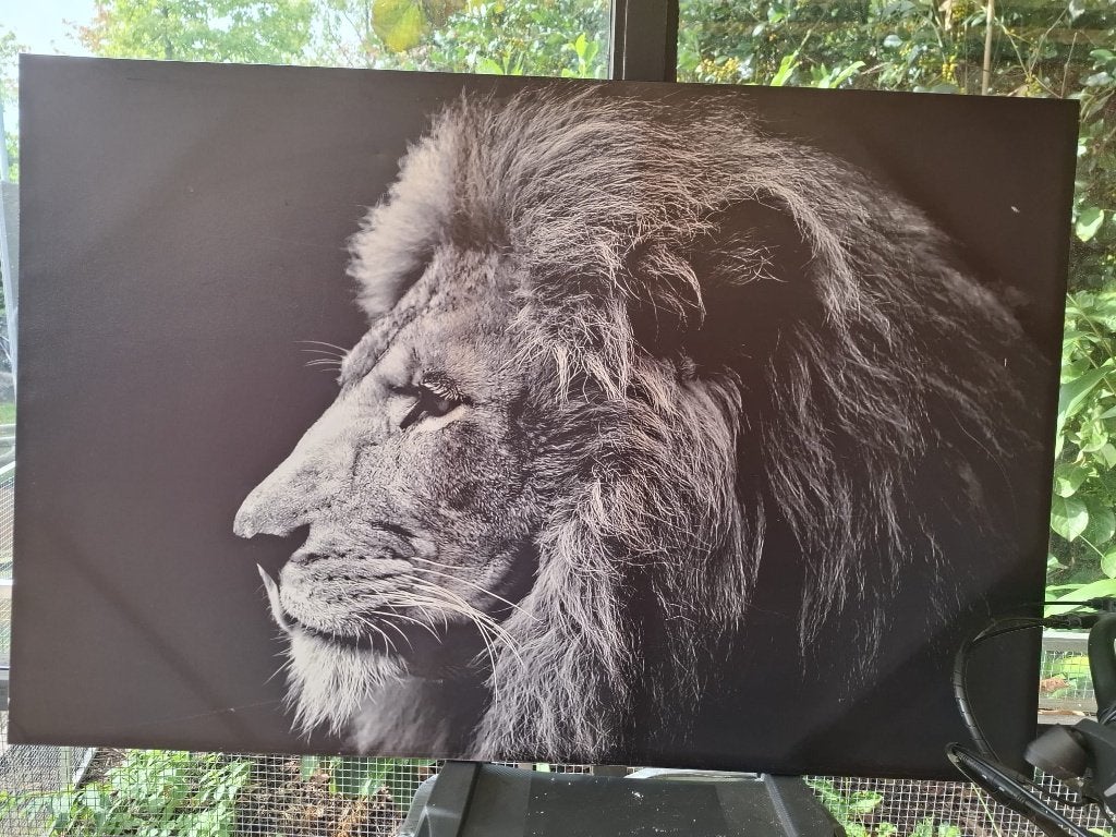 schilderij, Ophalen, Dieren