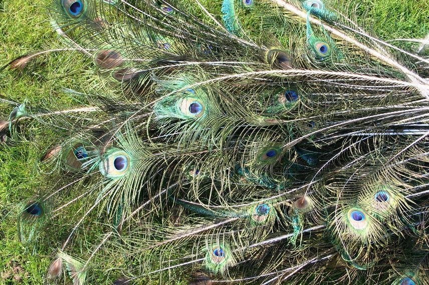 pauwenstaart, Dieren en Toebehoren, Pluimvee, Overige soorten