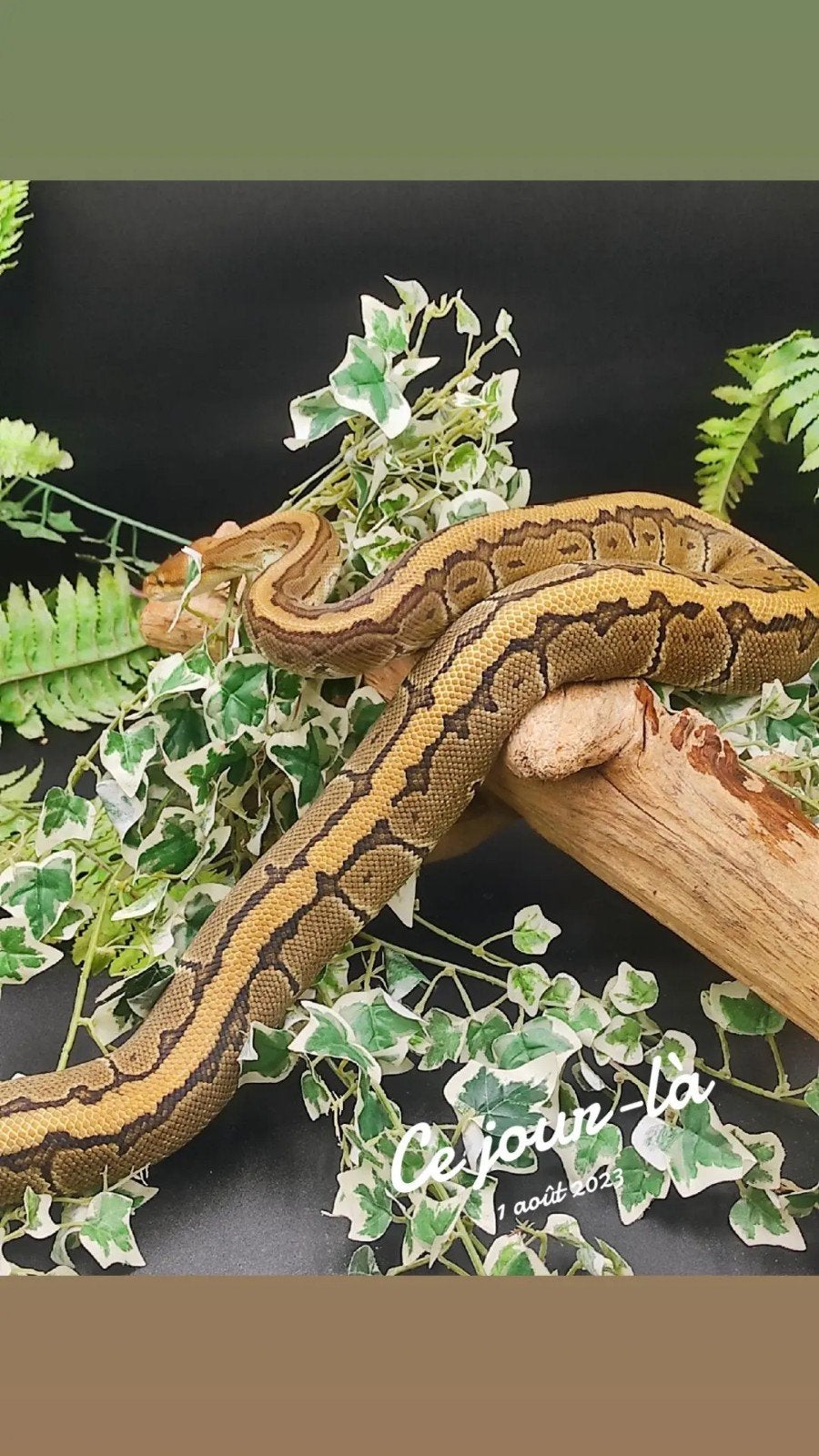 Pythons Regius Ball Python photo 15
