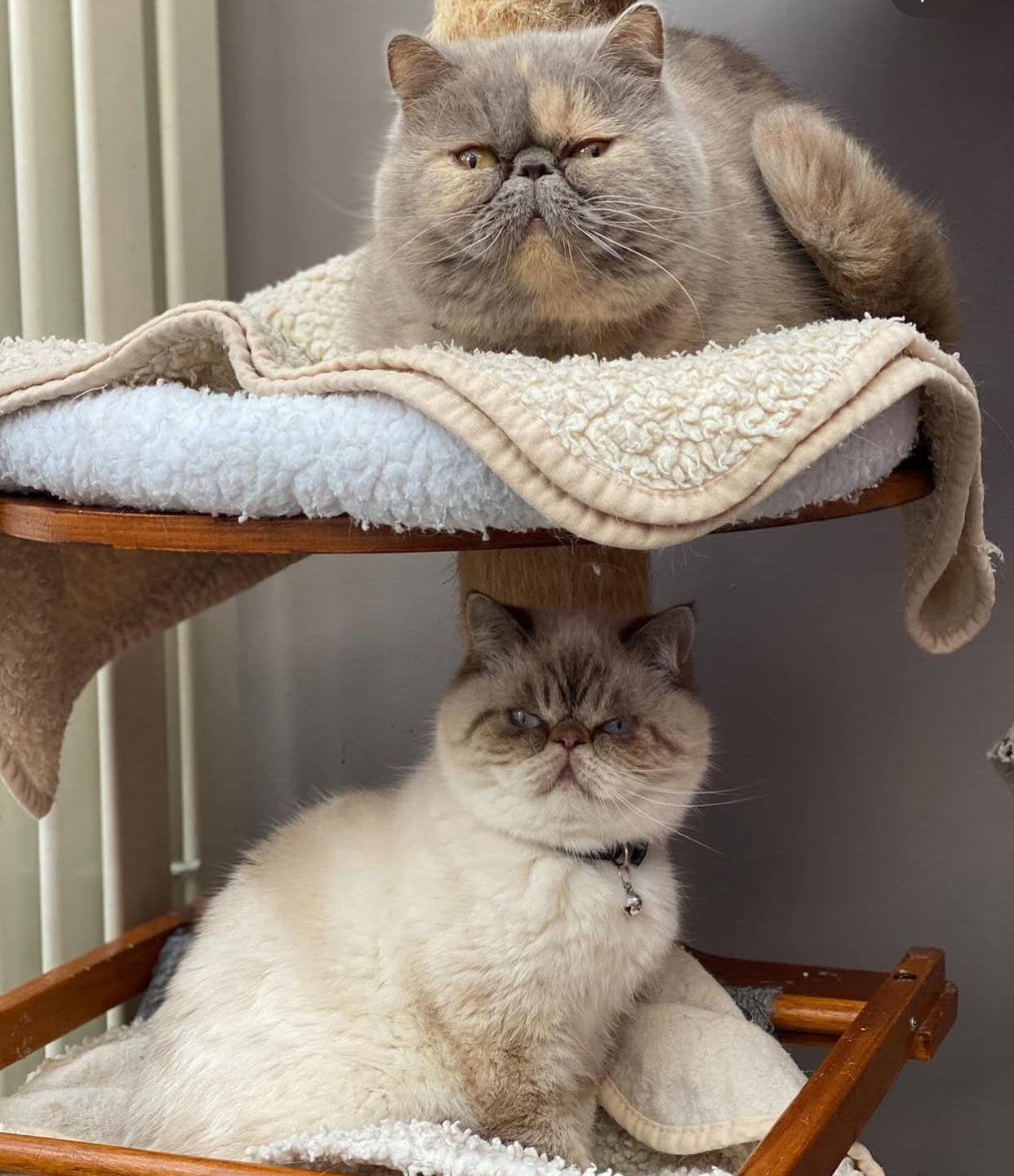 Poil court exotique, Animaux & Accessoires, Chatte ou Chat, À poils courts, 6 ans ou plus