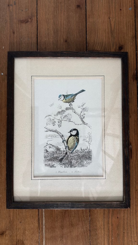 Antieke Vogelprent (Pimpel-& Koolmees) Broes Brugge c. 1900, Ophalen of Verzenden
