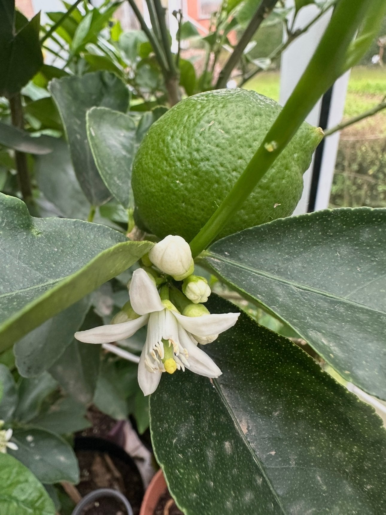 Bouture Lime / Citron vert - fruitier, Jardin & Terrasse, Citronnier, En pot, Plein soleil, Moins de 100 cm
